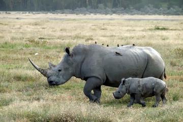 Day Trip to Lake Nakuru from Nairobi