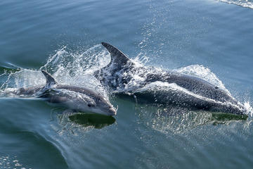 Half-Day Dolphin and Seal Watching Tour from Walvis Bay