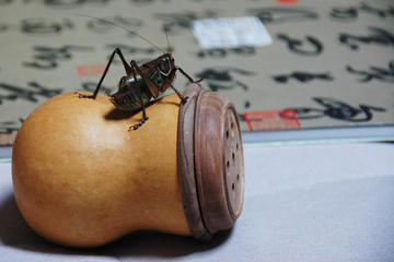 3-Hour Hutong Walking Tour And Cricket Fighting Culture Learning Experience