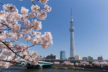 Japan Sakura Tour 11days