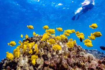 Beach Snorkel Tour