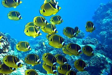 Blonde's Reef Express Snorkel Tour
