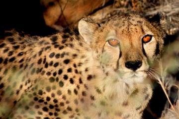 10-Day Namibia Hightlights Guided Tour from Windhoek
