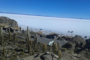 Private Cultural Tour: Uyuni  Salt  Flats includes grazing of llamas