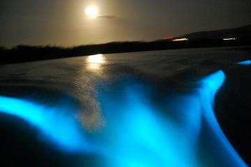 Luminous Lagoon Tour from Kingston with Private Transfer
