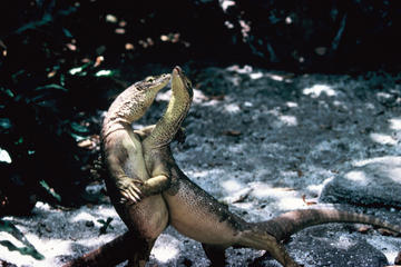 Lizard Island Day Trip by Scenic Flight from Cairns Including Snorkeling at Watson's Bay