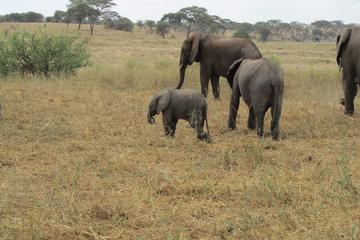 4 Days Safari Lake Manyara Serengeti and Ngorongoro Crater
