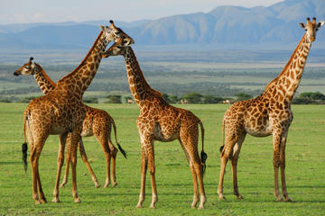 5-Day Lake Manyara Serengeti and Ngorongo Crater Camping Safari from Arusha