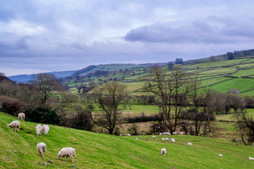 Full-Day Yorkshire Dales Tour from York in Summer