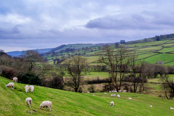 Full-Day Yorkshire Dales Tour from York in Winter