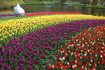 Keukenhof and Delft Tour from Brussels