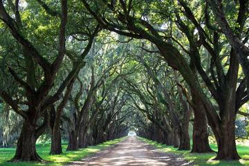 Whitney Plantation and Manchac Swamp Kayak Tour Combo