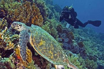 Hurghada Daily Scuba Dive Trip