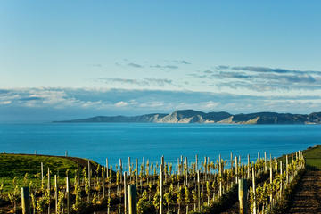 Shore Excursion: Blenheim Wine Tour from Picton