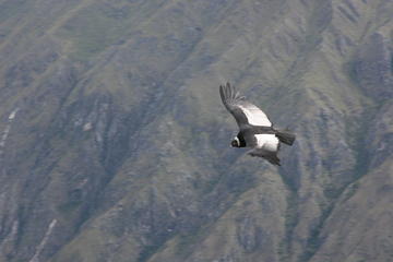 2-Day Condor Sightseeing Tour From Cusco