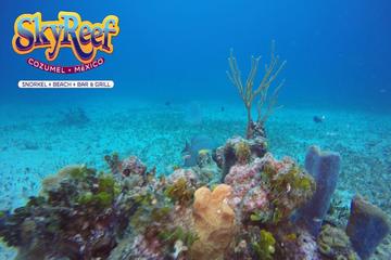 Amazing Snorkeling & Beach break in Cozumel