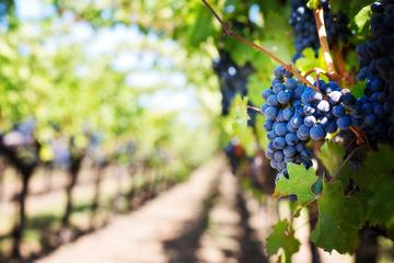 Full-Day Boutique Winery and Wine Tasting Tour from Fez