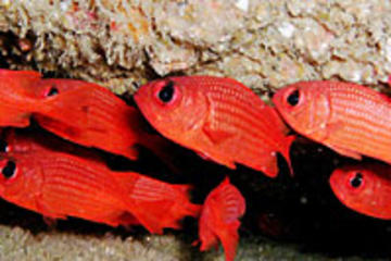 Discover Scuba Diving Around Los Cabos