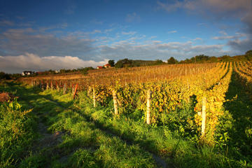 Small Carpathian Wine Country Day Trip From Bratislava
