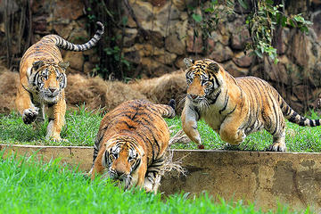 Private Tour to Cali Zoo Including Admission Ticket