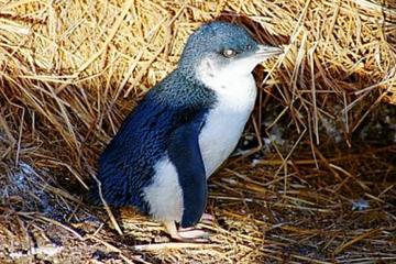 Phillip Island Penguin Parade Evening Tour