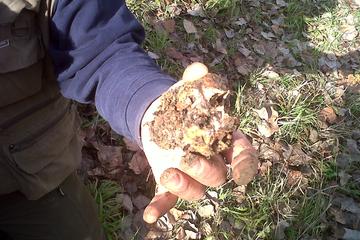 Truffle Hunting in Tuscany: Private Shore Excursion from Livorno Port