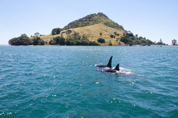 1-Hour Tauranga Harbour Scenic Cruise from Mount Maunganui