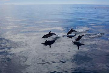 Full-Day Island and Wildlife Cruise from Tauranga