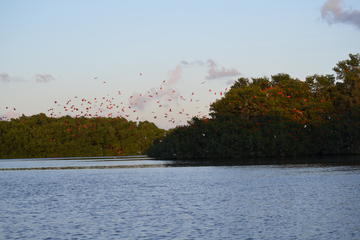 Caroni Wetlands Boat Tour