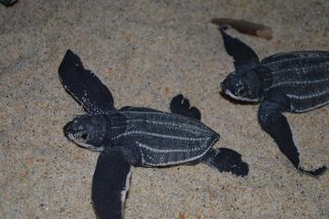 Matura Beach Turtle Watching Experience