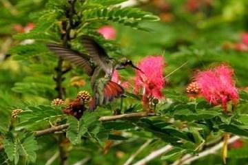 Trinidad Nature and Asa Wright Center Full-Day Tour from Port of Spain