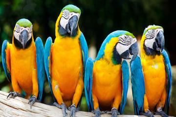 3-Day Excursion to Macaw Clay in Tambopata Natural Reserve