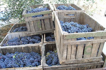 Private Day Trip to Montalcino and Montepulciano from Florence