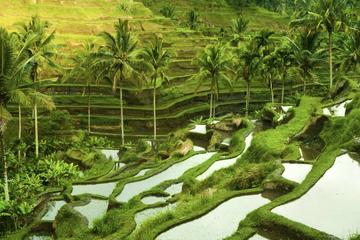 Bali Shore Excursion : Customize Private Full day Tour From Benoa Port