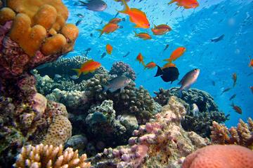 Blue Lagoon Snorkeling East Bali
