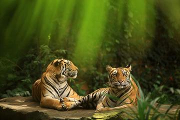 Bali Zoo General Admission Ticket
