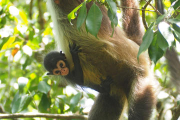 Private Day Trip to Cobá and Monkey Adventure at Punta Laguna
