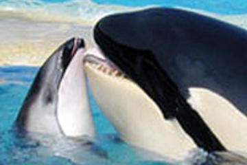 Miami Seaquarium with Transport