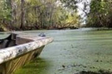 Day Trip Southern Louisiana Private Swamp Tours near Jean Lafitte, Louisiana 