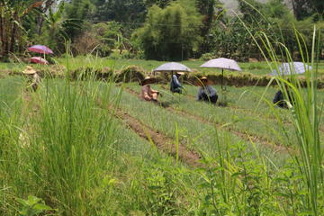 Farming around Inle Lake (Half day Guided private tour)