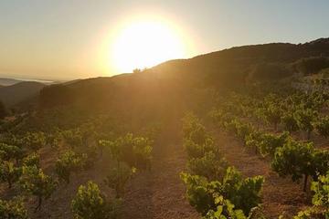 Kefalonia Vineyard Sunset Private Tour & Picnic