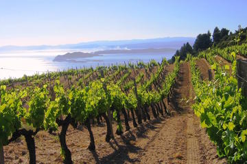 Private Tour: Thessaloniki and North Greece Grand Vineyard Tour