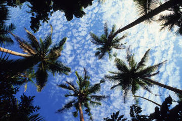 Sigatoka Half-Day Shopping Tour from Nadi