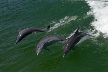 Egmont Key Island Snorkeling Adventure and Dolphin Cruise