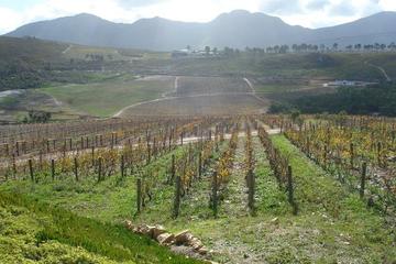 Winemaker-led Wine Tasting Tours
