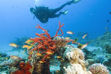 8-Nights Best of Jordan Including 1 Night Aqaba and 1 Night Dead Sea