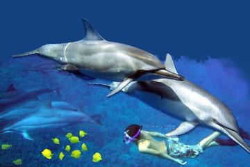 Kona Shore Excursion: Wild Dolphin - Reefs -Sea Caves -Kealakekua Bay Snorkel