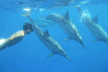 Wild Dolphins and Reef Snorkel Kealakekua Bay