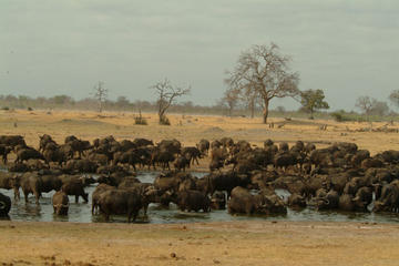 Full-Day Hwange National Park Tour from Victoria Falls