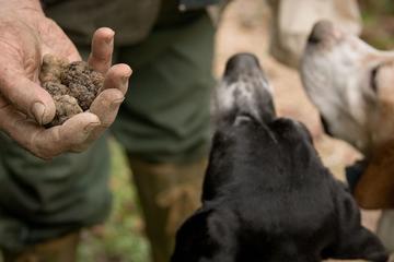 Truffle hunting in Montalcino